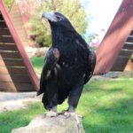 Adlerwarte Berlebeck