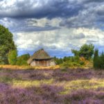 Luneburg Heath